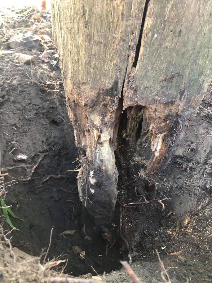 rotted timber power pole